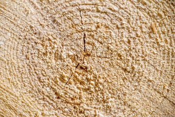 Wood pile log trunk timber tree rough cut circle detail texture background abstract surface