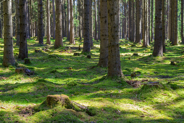 Stump green moss spruce pine coniferous tree forest park wood root bark sunlight background