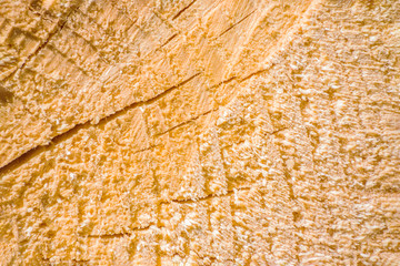 Wood pile log trunk timber tree rough cut circle detail texture background abstract surface