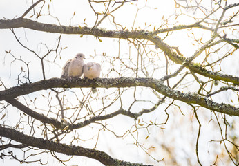 Two pair couple wild eurasian collared dove bird tree branch sit romantic symbol vintage light background