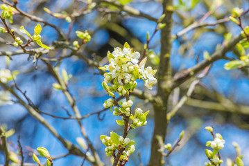 Pear tree white flower bloom petals branch twig grow plant detail spring may 