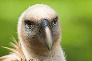 Gänsegeier (Gyps fulvus)