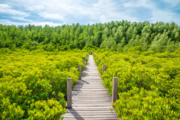 Beautiful long wood bridge in mangrove forest - Green nature or save environmental concept.	