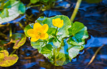 Caltha palustris / marsh marigold kingcup flower yellow gold wild spring plant water detail