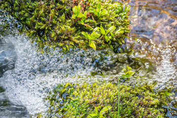 Water stream creek wet green moss cover stone wild forest nature detail background