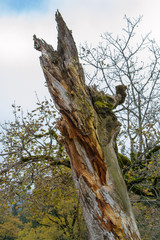 marble tree