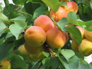 Ripe apricots hanging on the tree . Tuscany, Italy
