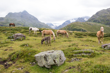Naklejka premium Horses At Silvretta High Alpine Road In Vorarlberg Austria