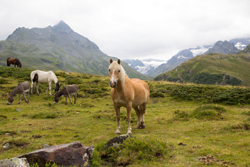 Fototapeta premium Horses At Silvretta High Alpine Road In Vorarlberg Austria