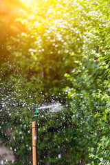 Fototapeta na wymiar Sprinkler watering