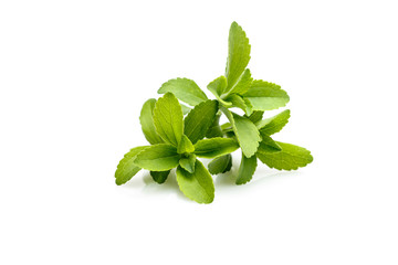 Stevia plant, sweetleaf or sugarleaf (Stevia rebaudiana) - obrazy, fototapety, plakaty