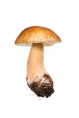 Mushroom - obrazy, fototapety, plakaty