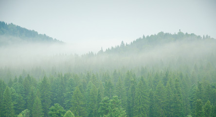 Fototapeta premium thick morning fog in the summer forest.
