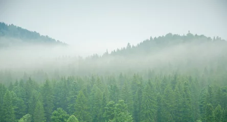 Fototapeten Sommer thick morning fog in the summer forest.  © efimenkoalex
