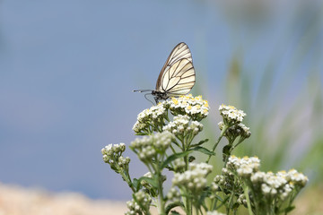  butterfly  on a blue background