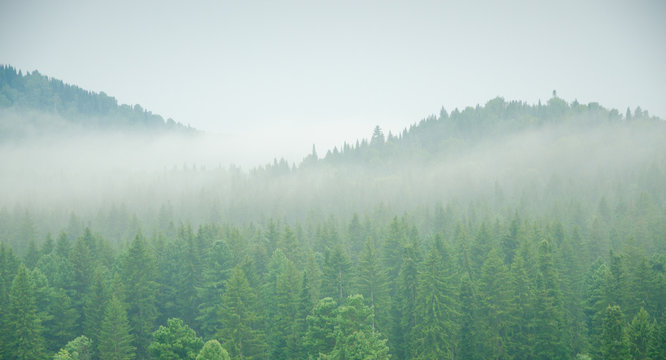 Fototapeta thick morning fog in the summer forest.