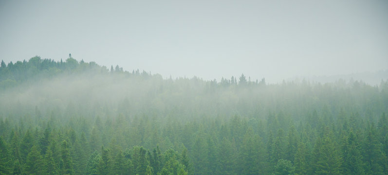Fototapeta thick morning fog in the summer forest.