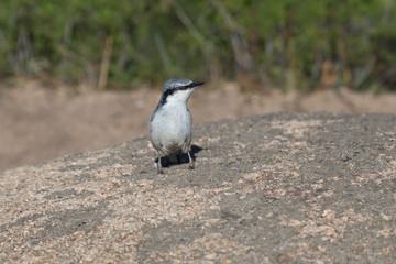 nuthatch sitting on rocks