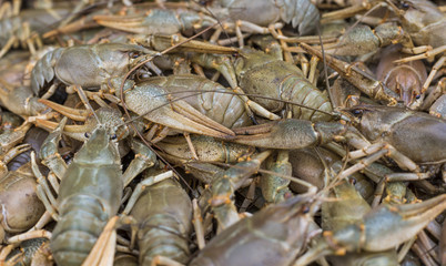 Crawfish. Cancer. Cooked crabs for food