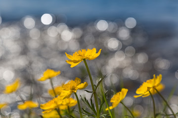 yellow flowers wiith bokeh