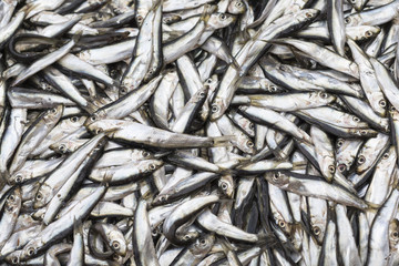 Abundance of fresh fish on market display.