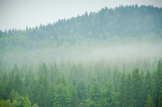 Fototapeta thick morning fog in the summer forest.