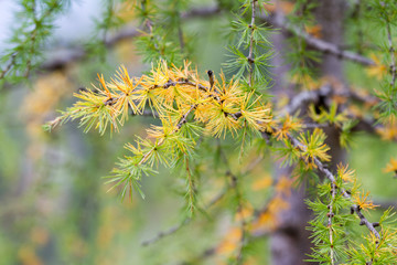 larch