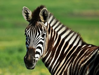 Fototapeta na wymiar Close up of a Zebra on a green meadow