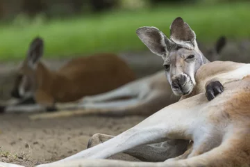 Crédence de cuisine en verre imprimé Kangourou Big red kangaroo resting sunlit in the Australian Outback