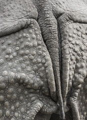 Closeup of the strong armor of a rhinoceros