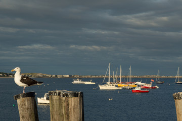 Seagull in Provincetown Harbor