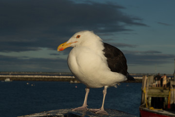 Fototapeta na wymiar Seagull in Provincetown Harbor