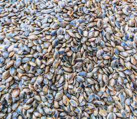 Shellfish or Paphia undulata from the Gulf of Thailand