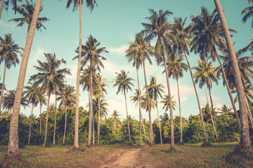 Fototapeta premium Beautiful coconut palm tree farm - vintage tone