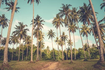 Zelfklevend Fotobehang Palmboom Beautiful coconut palm tree farm - vintage tone