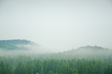 thick morning fog in the summer forest.