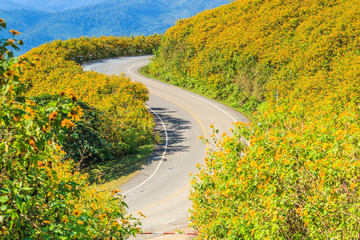 Mexican sunflower beside the road