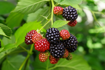 Blackberry bush with selective focus