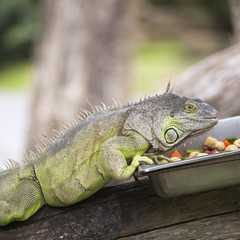 Close up Iguana