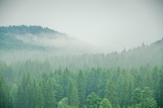 Fototapeta thick morning fog in the summer forest.