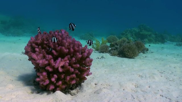 Staghorn corals on sandy bottom on reef. Amazing, beautiful underwater world Red Sea and life of its inhabitants, creatures and diving, travels with them. Wonderful experience in sea