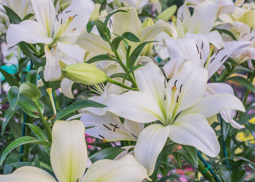 Fototapeta white lilly