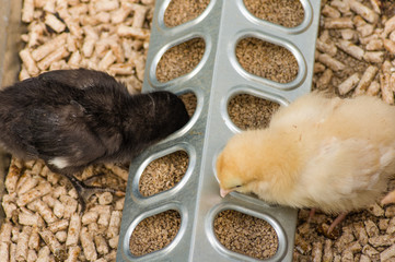 Baby chicks being raised in pen