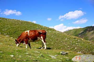 Fototapeta na wymiar cow in mountain