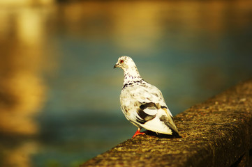 speckled pigeon