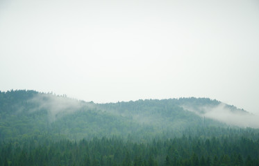 thick morning fog in the summer forest.