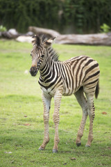 Fototapeta na wymiar Young zebra walking