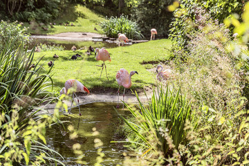Group of pink flamingos on the banks of the picturesque pond