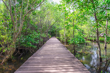 Long wood bridge in mangrove forest - Travel holiday or save the earth concept.