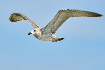Common gull in flight